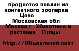 продается павлин из контактного зоопарка › Цена ­ 20 000 - Московская обл., Москва г. Животные и растения » Птицы   